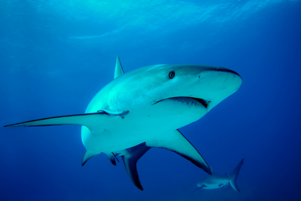 Sharks have great vision, but some are most likely color-blind