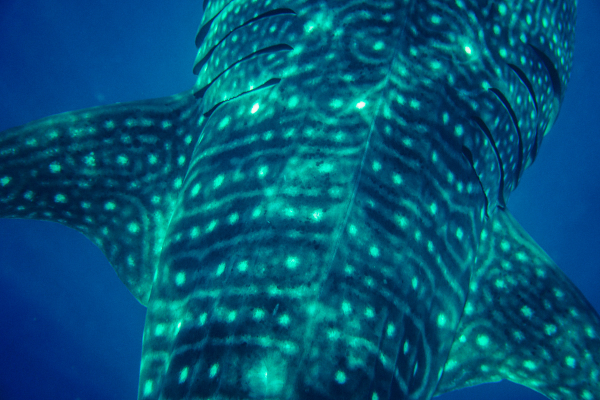 Shark glowing in the dark