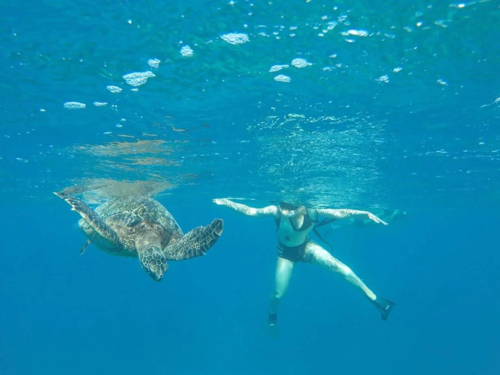 close encounter with turtle while snorkeling