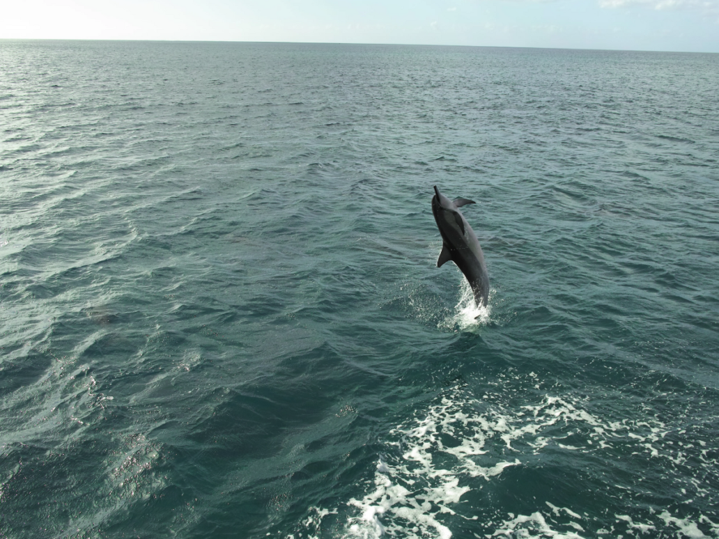Dolphin sighting on cruise