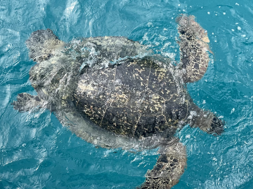 Turtle swimming right to Catamaran Boat