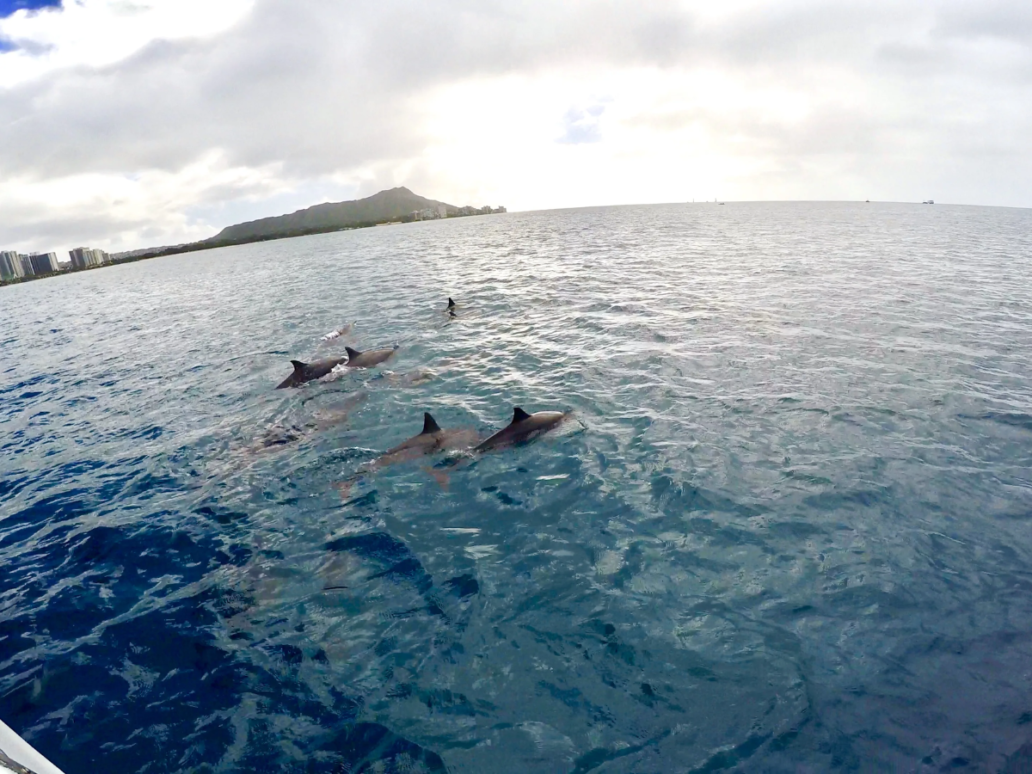 A sight of group of spinner dolphins