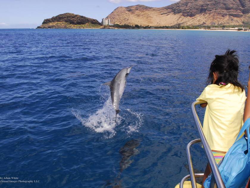Hawaiian Spinner dolphins saying hello!