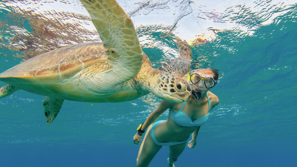 Snorkeling with hawaiian green sea turtle