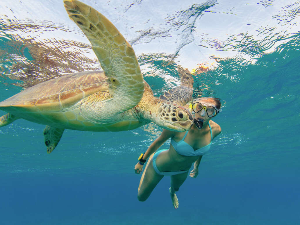 Snorkeling with turtles