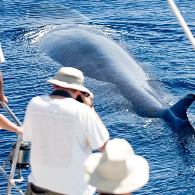 Afternoon Whale Watch Tour - Body Glove Cruises