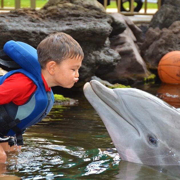 Dolphin Quest - Oahu