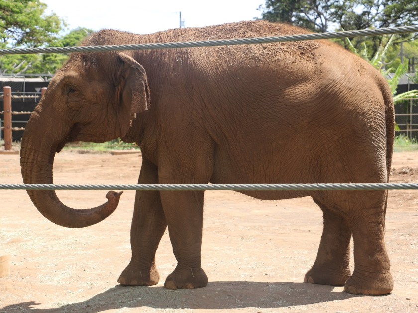 Elephant at Honolulu Zoo