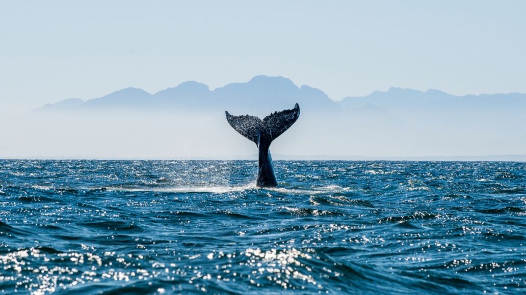 Seascape with Whale tail. The humpback whale (Megaptera novaeangliae) tail