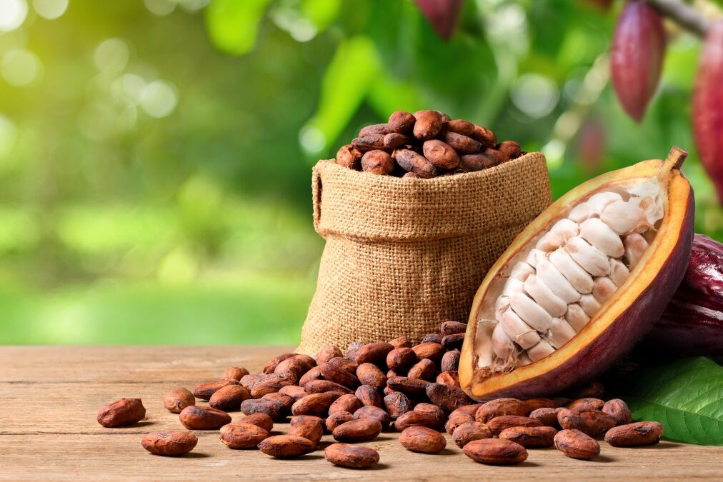 Cocoa beans with fresh pods on wooden table with cocoa plant background.