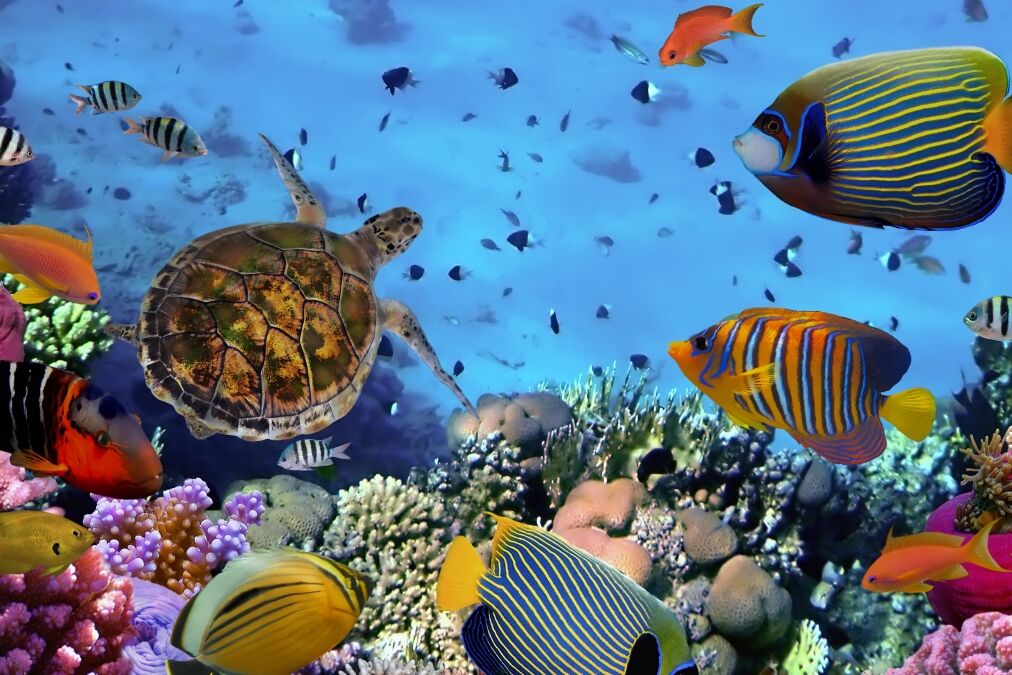 colorful coral reef with many fishes and sea turtle