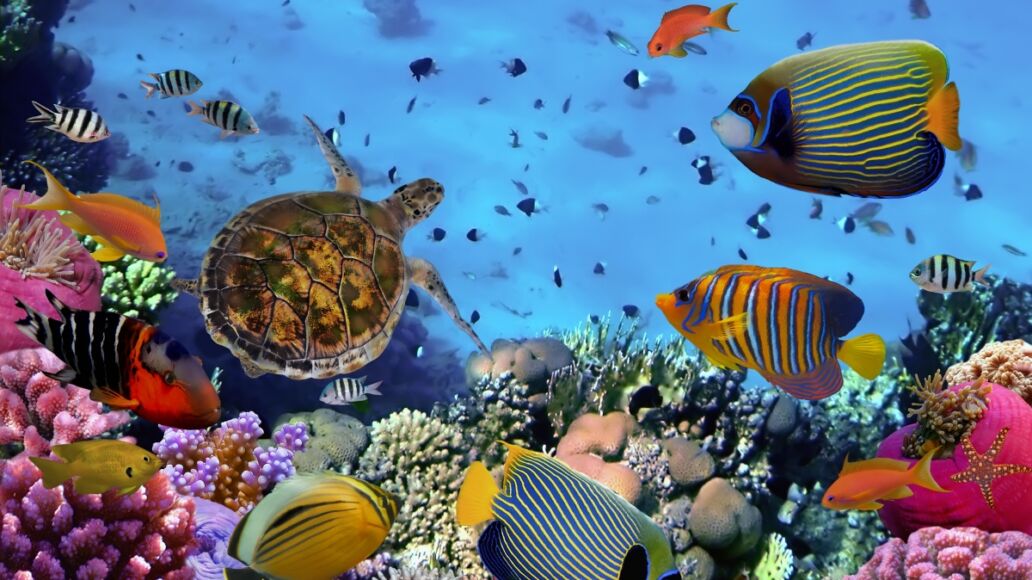 colorful coral reef with many fishes and sea turtle