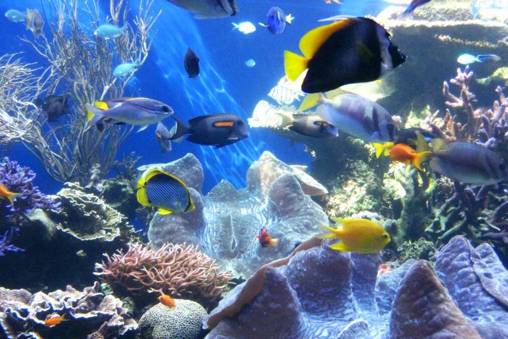 Giant clams and fish at Waikiki Aquarium