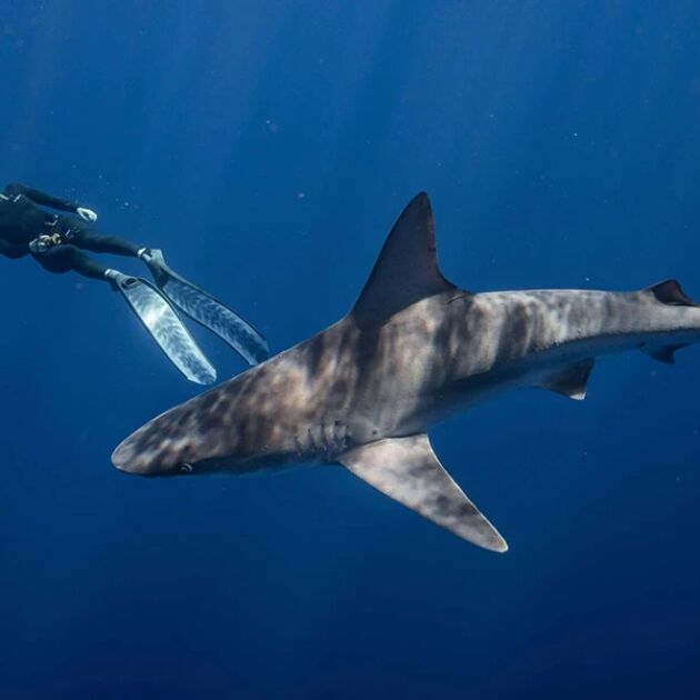 Swim with Sharks Snorkel Tour - Go Adventure Hawaii