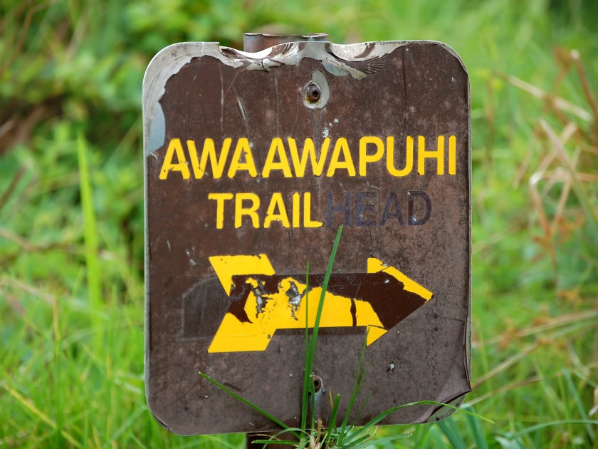 Awaawapuhi Trail sign has seen better days. It is overgrown, bent, peeling and faded. Sign mark one of the trails on the Island of Kauai, Hawaii.