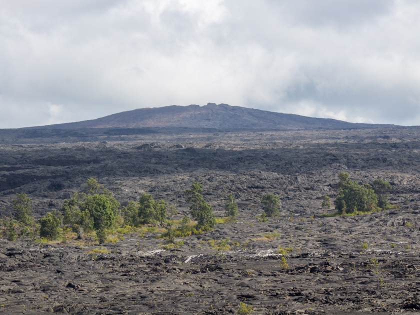 Solidified lava flows from 1969-1974 with trees and other plants growing through the rocks near Kealakomo Overlook on the Chain of Craters Road in Hawaii Volcanoes National Park on the Big Island