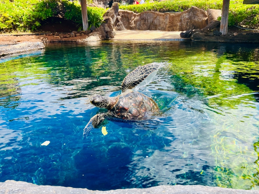 Green Sea Turtle (Maui Ocean Center)