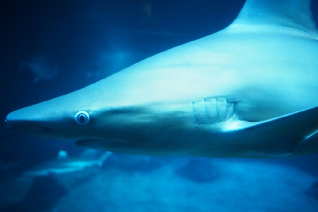 Sandbar Shark at the Maui Ocean Center