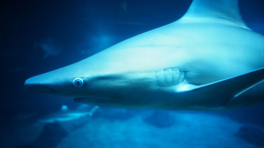 Sandbar Shark at the Maui Ocean Center