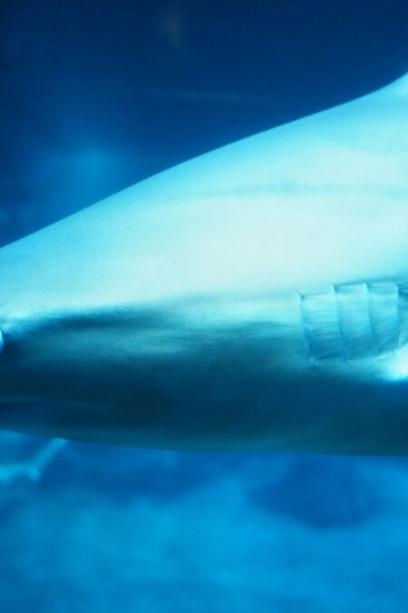 Sandbar Shark at the Maui Ocean Center