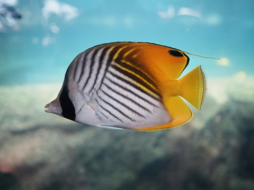 Threadfin Butterflyfish at the Maui Ocean Center