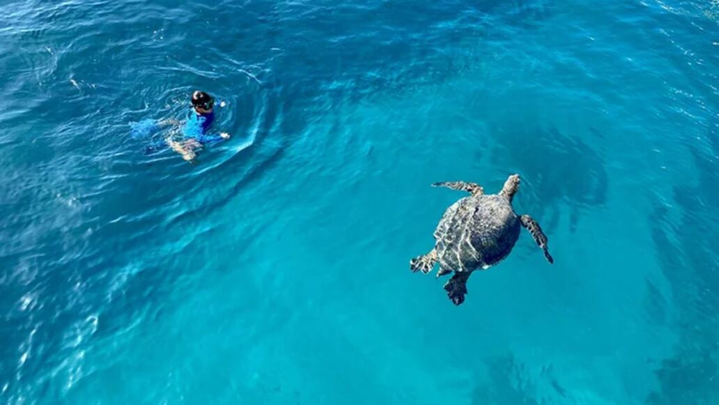 Turtle Snorkeling Tours near Waikiki