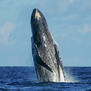 Hawaii Whale Watching Guide - Hawaii Travel Guide