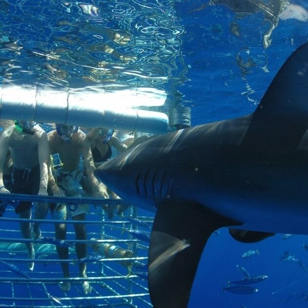 Hawaii Shark Encounters