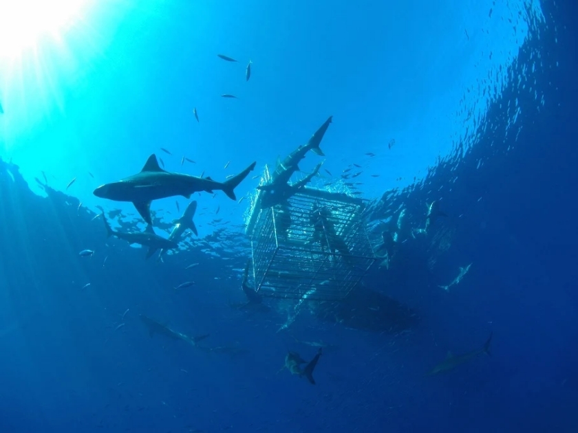 Hawaii Shark Encounters