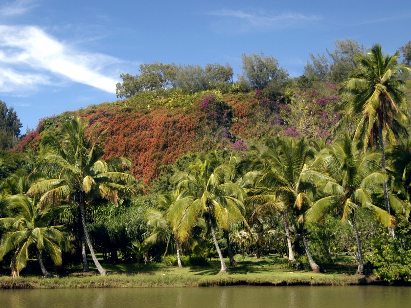 Allerton Gardens is in bloom with bougainvillea covering the mountain side in purples and orange. Palm trees and river bank are bright in sunshine with blue skies.