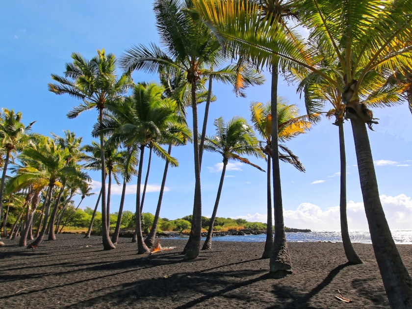 Palm trees alongside the Punalu'u black sand beach, Big Island Hawaii