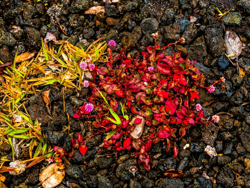 Lava flows along the Devastation Trail in Hawaii Volcanoes National Park near Hilo Hawaii