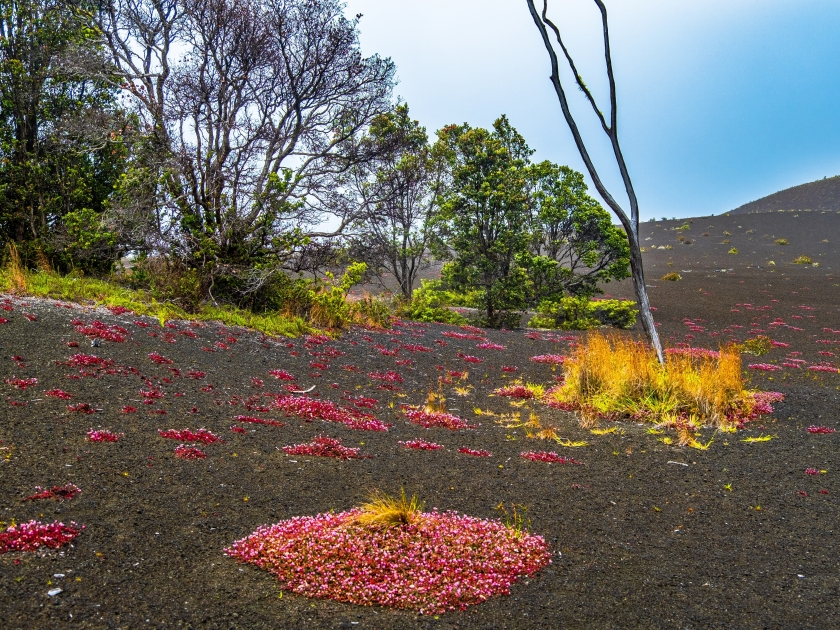 Life renewed on lava flows on the Devastation Trail in Hawaii Volcanoes National Park near Hilo Hawaii