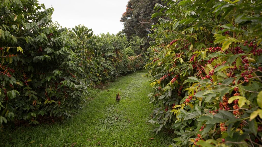 Greenwell Coffee Farm on Big Island Hawaii