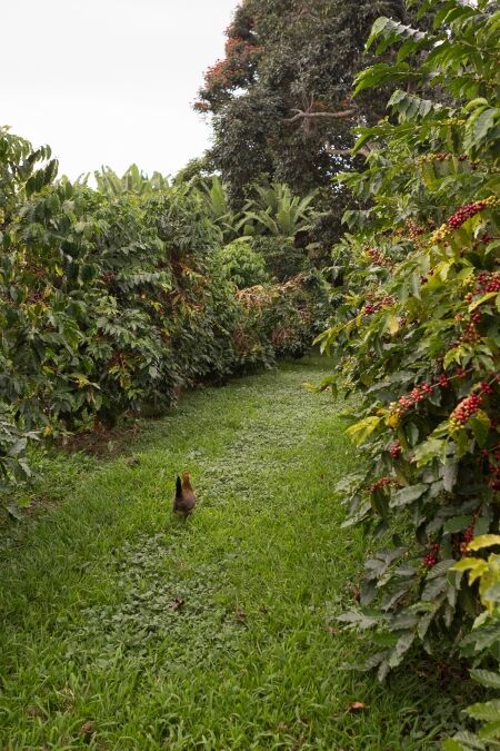 Greenwell Coffee Farm on Big Island Hawaii