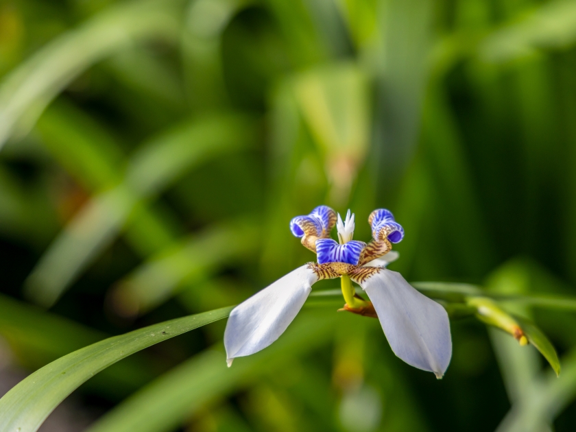 White Flower known as Walking Iris, Apostle's Iris and Apostle Plant (Trimezia) in the tropical rainforest on Big Island, Hawaii