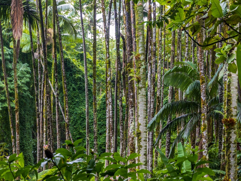 Fragment of a lush in the tropical rainforest on Big Island, Hawaii