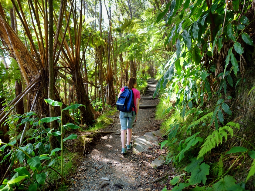Tourist hiking on Kilauea Iki trail in Volcanoes National Park in Big Island of Hawaii. Trail leads through lush rain forest along the rim of Kilauea Iki and down to its still-steaming crater floor.