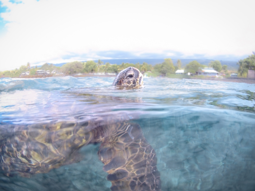 Green Turtle Breathing, Honaunau Bay, Big Island Hawaii