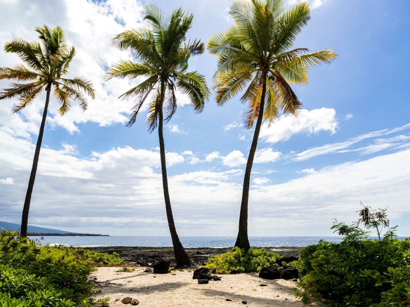 Palm Trees And The Volcanic Shoreline of Alahaka Bay at Puuhonua o Honaunau NHP, Hawaii Island, Hawaii, USA