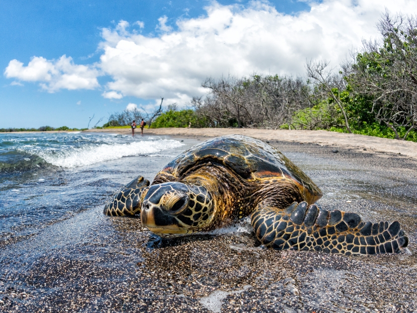 Green Turtle while relaxing near sandy beach