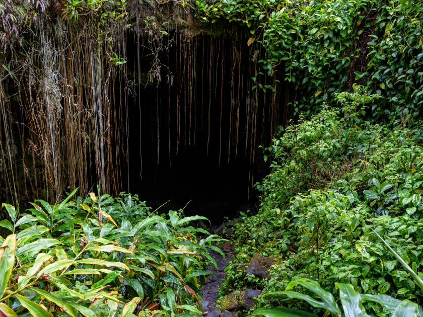 Trail in a Hawaiian rain forest leading to adventure in a lava tube cave entrance