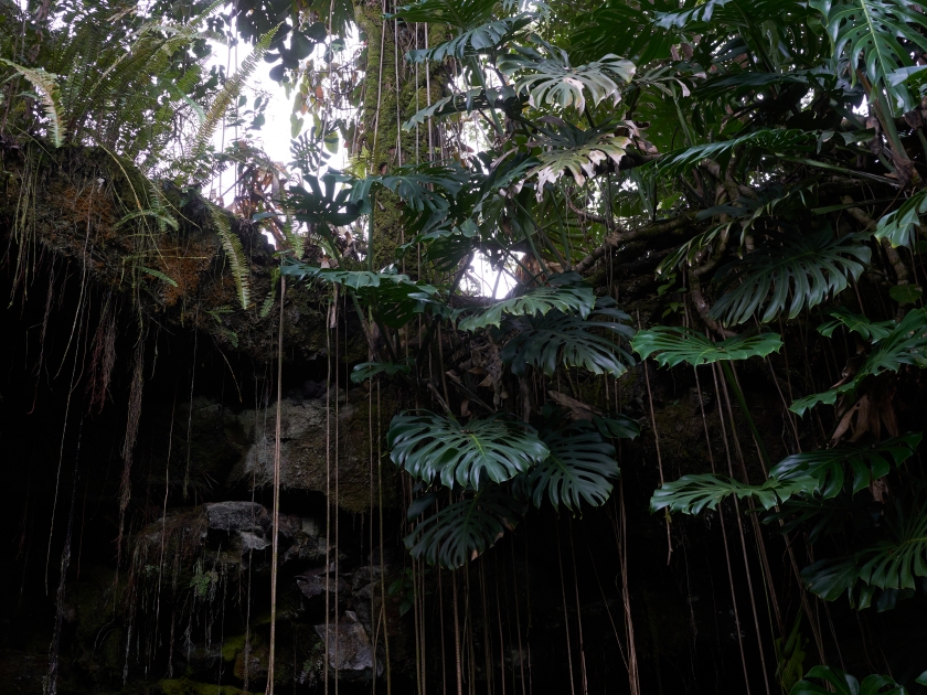 Lush tropical foliage at the entrance of Kaumana Caves, a massive 1881 lava tube cave formed by Mauna Loa on the Island of Hawai'i.