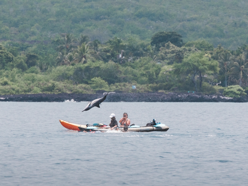 Spinner Dolphin jumping near kayakers in Kealakekua Bay