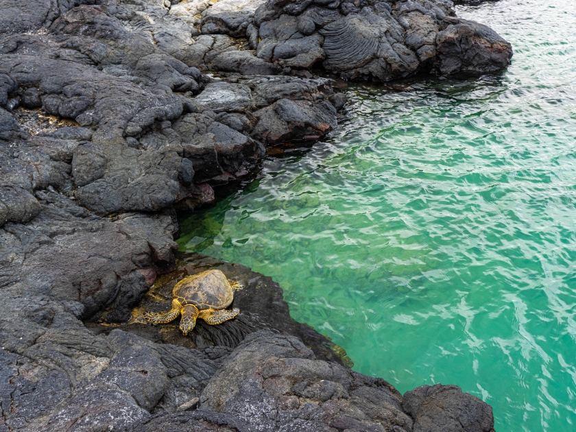 Hawaiian Green Sea Turtle Resting on The Volcanic Shoreline of Wainanalii Lagoon, Kiholo Bay, Hawaii Island, Hawaii, USA