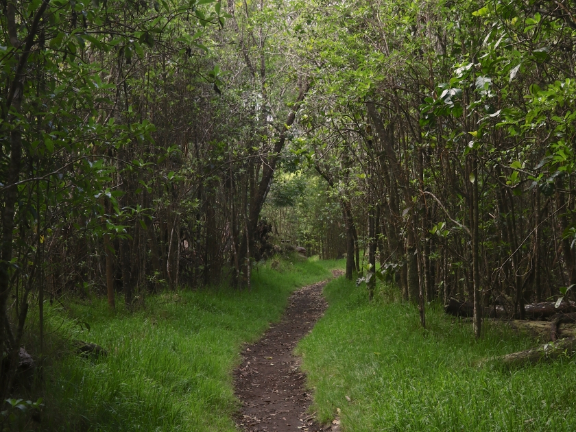 Trail at Kipuka Puaulu (Bird Park), Hawaii Volcanoes National Park, Big Island, Hawaii