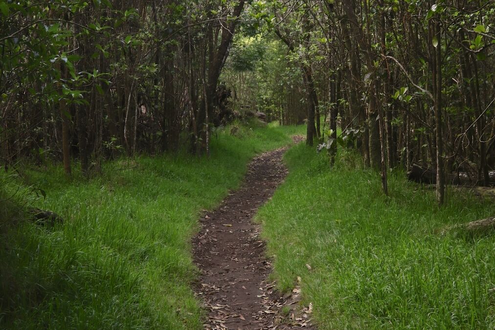 Trail at Kipuka Puaulu (Bird Park), Hawaii Volcanoes National Park, Big Island, Hawaii