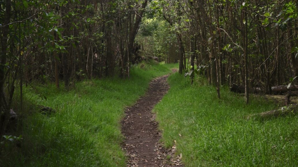 Trail at Kipuka Puaulu (Bird Park), Hawaii Volcanoes National Park, Big Island, Hawaii