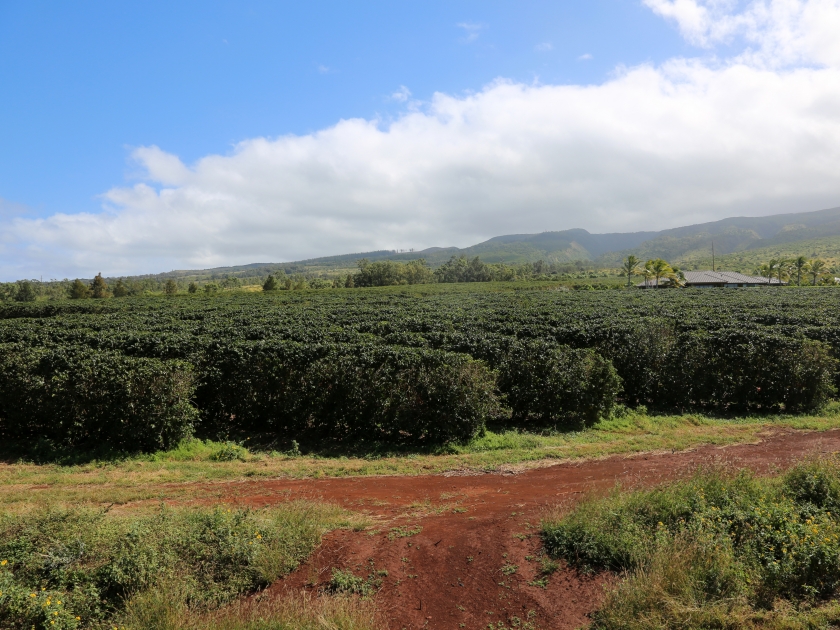 coffee plantation. coffee farm. coffee plants being grown on Maui Hawaii.