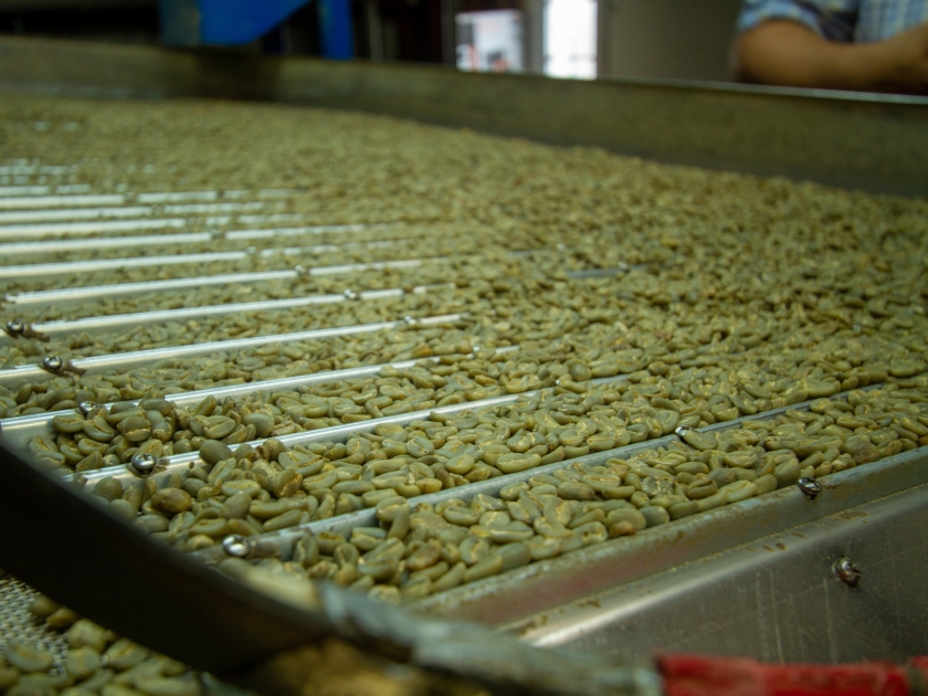 Coffee beans being sorted before the roasting phase.